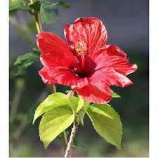 And also sending the collection of colorful flowers is the silent way to let someone feel special and convey your feeling towards them. Red Hibiscus Flower At Rs 30 Piece Fresh Flower Id 19522942112