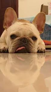 Maybe you would like to learn more about one of these? 400 Best French Bulldog Puppies Ideas In 2021 Bulldog Puppies French Bulldog Puppies Puppies