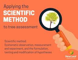 Dates are a fruit from a palm tree, but only a special kind of palm tree, a date palm. Applying The Scientific Method To Tree Assessment New Leaf Arboriculture