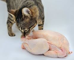 Can cats eat tuna, raw fish, or salmon? Can Cats Eat Raw Chicken Is It Safe And Can It Do Them Good