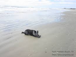 Port aransas beach is open all year. Port Aransas Beach Port Aransas Texas Free Campsites Near You