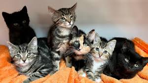 ‪Smelly cats' found in rubbish dump named after TV's Friends - BBC News‬‏
