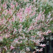 Web Hosting Reseller Hosting Domain Names From Heart Internet Clematis Flower Dappled Willow Cool Plants