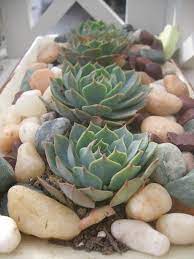 Five Great Ways To Use Succulents Succulents Succulent Centerpieces Succulent Garden Indoor