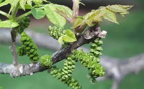 Image result for Juglandaceae