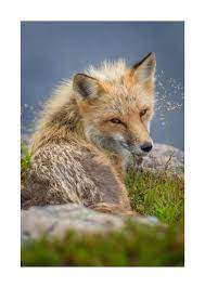 Coy fox | Gerry Whelan | MARKET