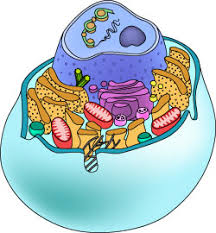 Maybe you would like to learn more about one of these? Endosymbiotic Theory Ask A Biologist
