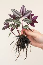 Image result for Tradescantia zebrina