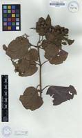 Image result for Cordia grandicalyx