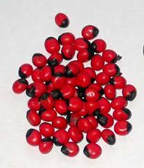 Image result for Allophylus lastoursvillensis