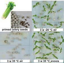 Seeds are most viable for collection and storage when ripe. Low Oxygen Seed Storage Wur
