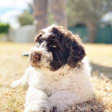 Puppies will be bfje and lsd free (my dogdna profile for each pup) and will have an ofa eye exam before leaving. 4 Reasons To Own A Lagotto Romagnolo Puppy Lagotto Loft
