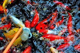 Memelihara ikan koi di akuarium. 10 Cara Memelihara Ikan Koi Di Kolam Rumah123 Com