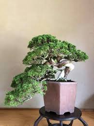 Pin Di Michaela Su Bonsai Kosamono U Kokadama 2 Natura