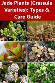 Jade Plants Crassula Varieties Types Care Guide Jade Plant Care Plants Jade Plants