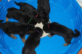 All puppies are vet checked, existing on immunizations, and worming. Akc German Shepherd Puppies For Sale In Warner Robins Georgia Classified Americanlisted Com