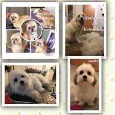 Hundefriseur Happy Dog’s mobiler Hundefriseur in Pampow, Schwerin und Umgebung