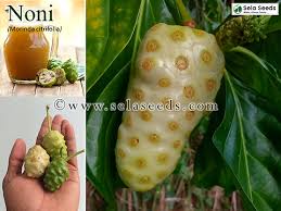 Image result for Morinda