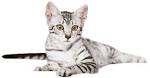 Egyptian Mau Kittens For Sale by Reputable Breeders ...