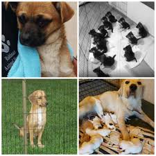 Dogs rescued from puerto rico up for adoption in boca raton. Love Of Animals Makes Big Impact Kc Pet Rescue Only In Arkansas