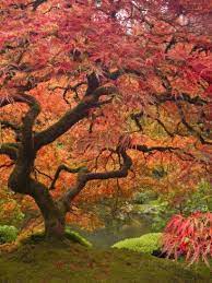 Japanese Maple Portland Japanese Garden Oregon Usa Photographic Print By William Sutton At Allpost Portland Japanese Garden Tree Photography Japanese Garden