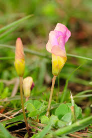 Image result for Oxalis obliquifolia