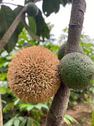 Image result for Treculia