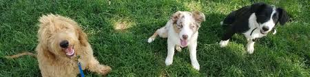 We can help you with mild to severe aggressive dogs, puppies, dogs with bad manners, potty training issues, overly hyper dogs, mild to severe nervous dogs, and so much more. Meet Brittany The Dog Trainer