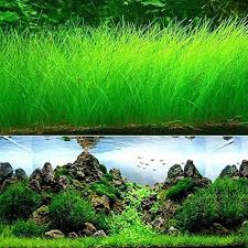 Aquarium Grass Plant Seeds West Coast Easy Aquatic Live Plant For Garden Lawn Fish Tank Aquarium Decor Aquarium Landscape Fish Tank Plants Aquarium Grass