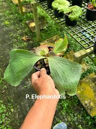 Image result for Platycerium elephantotis