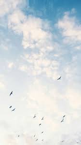 Birds In My Area App Freedom And Space In 2020 Sky Aesthetic Birds In The Sky Sky Photography