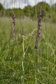 Image result for Vicia paucifolia