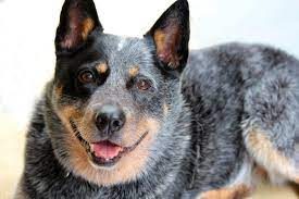 What Is The Best Blue Heeler Mix Dog K9 Web
