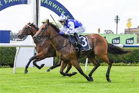 Image result for Black Opal 2011 HS