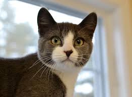 Choosing a cat name is not easy. 250 Perfect Grey And White Cat Names For Your New Kitten Petpress