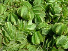 Image result for Salvinia hastata