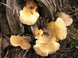 Image result for Paxillus panuoides