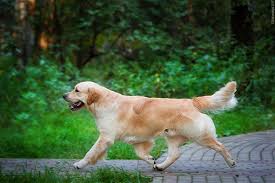 NEW SUNNY CEFEY » Pedigree database Golden Retriever;