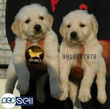 Golden Retriever Puppies Bengaluru Free Classifieds