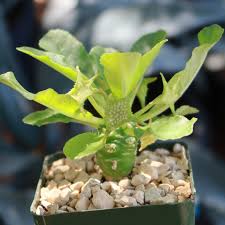 Image result for Dorstenia