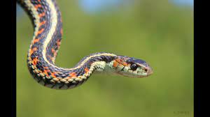 Garter Snake Care Sheet Reptiles Magazine