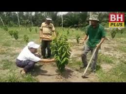 Pokok dalam 2 kaki 4. Bhplus Durian Belanda Punca Guru Bersara Awal Youtube
