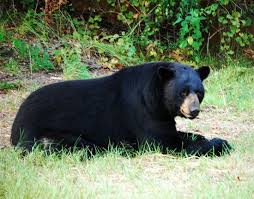 Florida Black Bear The Florida Black Bear Ursus Americanus Floridanus Is A Subspecies Of The American Black Bear Black Bear American Black Bear Bear