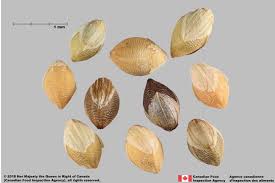 Image result for Setaria pumila