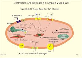 Compared to skeletal muscle, smooth muscle cells are small. Smooth Muscle Contraction Physiology Human Anatomy And Physiology Anatomy And Physiology