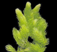 Image result for Ceratophyllum demersum