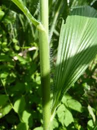 Image result for Setaria barbata