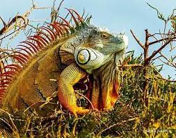 King Of The Mountain Iguana They Can Grow 5 6 Feet Nose To Tip Of Tail And A Male Can Weigh Close To 15 Pounds Full Grown Lizard Iguana Animals