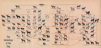 Dog Breed Geneology Dont Have A Dog But I Am Fascinated By