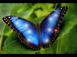 Most Beautiful Butterflies On Earth Are 7 Morpho Is One New Specie Of Morpho You Most Beautiful Butterfly Beautiful Butterflies Beautiful Butterfly Pictures
